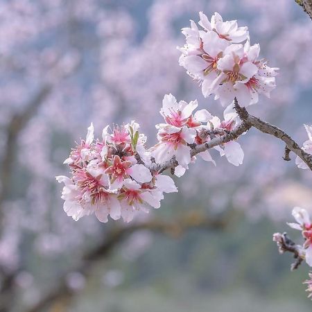 Battimandorlo 호텔 노토 외부 사진